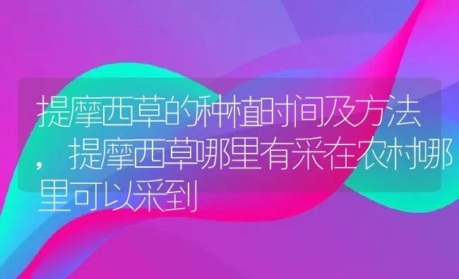 提摩西草的种植时间及方法,提摩西草哪里有采在农村哪里可以采到 | 养殖学堂