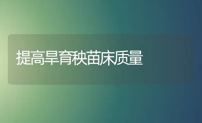 提高旱育秧苗床质量 | 养殖技术大全