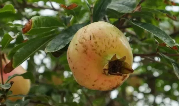 石榴花长什么样子,石榴花像什么又像什么？