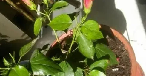 盆栽木槿花怎么养,家庭盆栽木槿花怎么养？