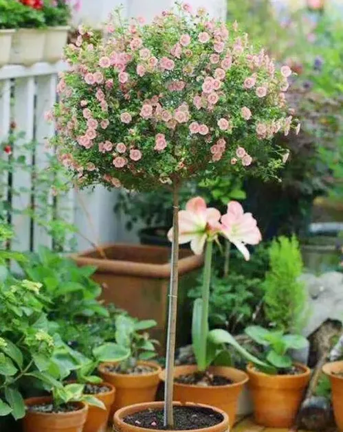 盆栽木槿花怎么养,家庭盆栽木槿花怎么养？