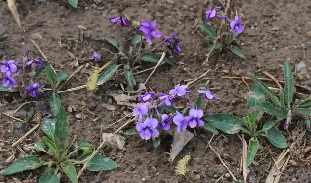 紫花地丁花期是什么时候,紫花地丁和早开堇菜怎么区分？