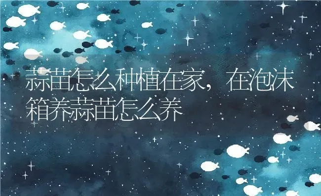 蒜苗怎么种植在家,在泡沫箱养蒜苗怎么养 | 养殖学堂