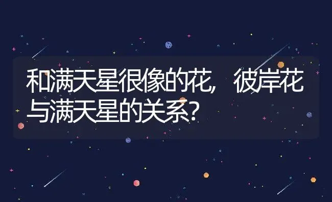 和满天星很像的花,彼岸花与满天星的关系？ | 养殖科普