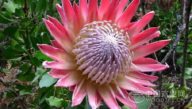 帝王花的花语是什么,什么花的花语是有攻击性？