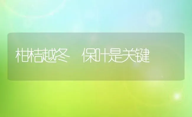 柑桔越冬 保叶是关键 | 养殖技术大全