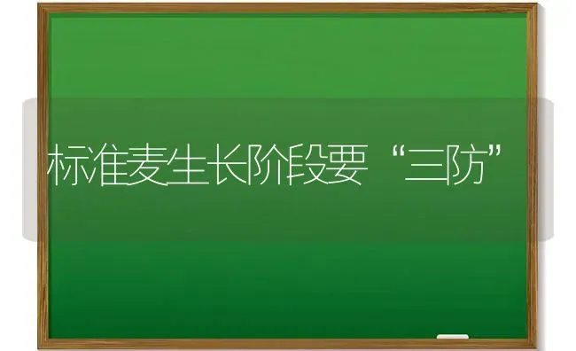 标准麦生长阶段要“三防” | 养殖知识