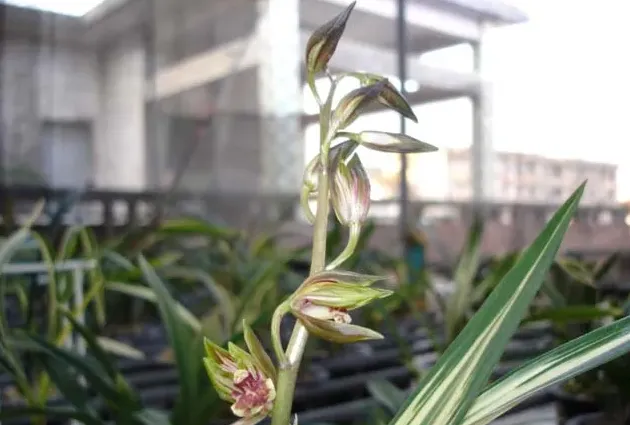 墨兰什么时候开花,黑墨兰啥时间开花？