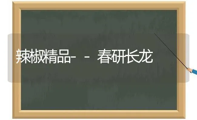 辣椒精品--春研长龙 | 养殖技术大全