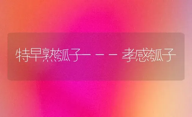 特早熟瓠子---孝感瓠子 | 养殖技术大全