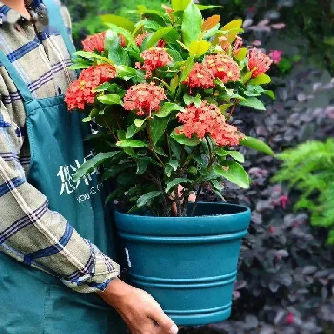 龙船花好养吗,一年开几次花,五彩梅长寿花龙船花哪个好养？