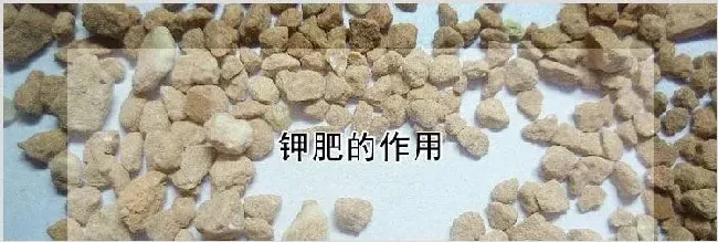 钾肥的作用 | 实用知识
