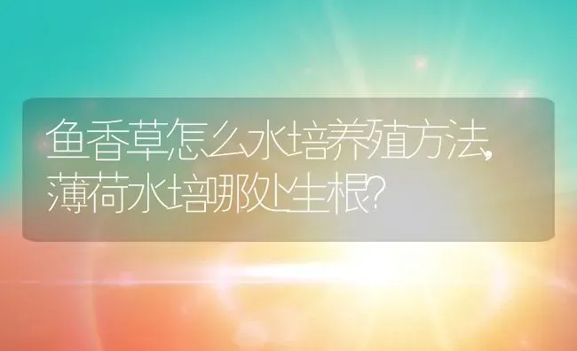 鱼香草怎么水培养殖方法,薄荷水培哪处生根？ | 养殖科普