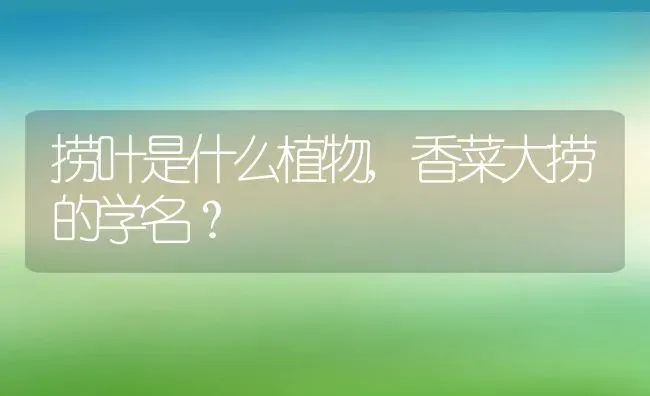 捞叶是什么植物,香菜大捞的学名？ | 养殖科普