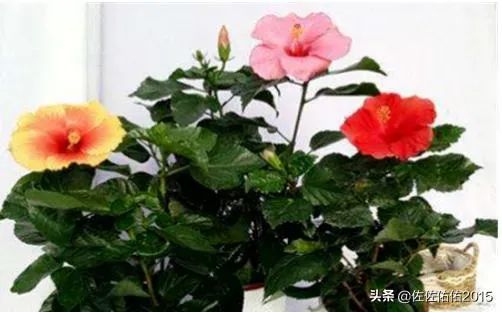 盆栽木槿花怎么养,家庭盆栽木槿花怎么养？