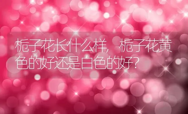 栀子花长什么样,栀子花黄色的好还是白色的好？ | 养殖学堂