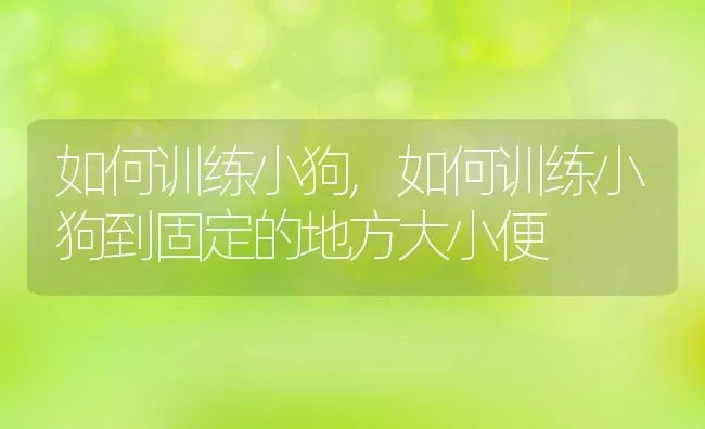 如何训练小狗,如何训练小狗到固定的地方大小便 | 养殖科普