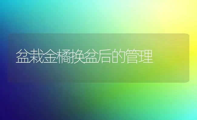 盆栽金橘换盆后的管理 | 养殖知识