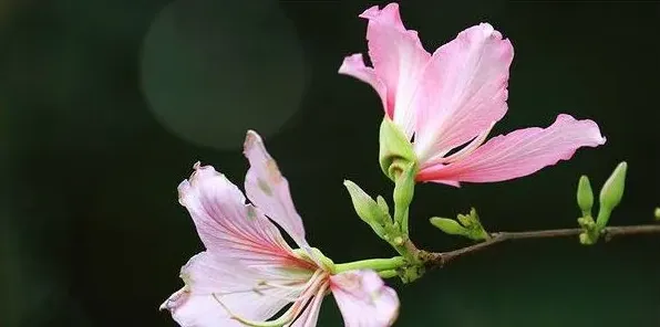 紫荆花盆栽可以放室内吗 | 三农知识