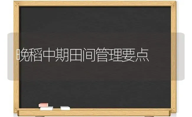 晚稻中期田间管理要点 | 养殖技术大全
