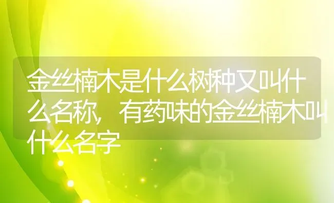 金丝楠木是什么树种又叫什么名称,有药味的金丝楠木叫什么名字 | 养殖学堂