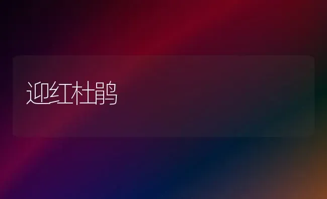 迎红杜鹃 | 养殖技术大全