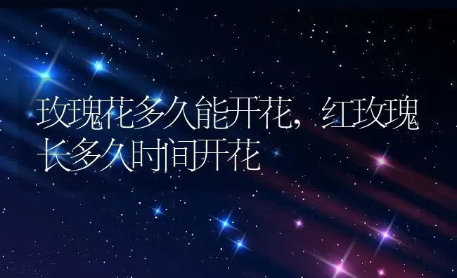 玫瑰花多久能开花,红玫瑰长多久时间开花 | 养殖学堂