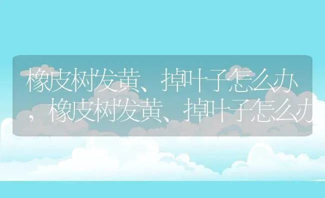橡皮树发黄、掉叶子怎么办,橡皮树发黄、掉叶子怎么办 | 养殖科普