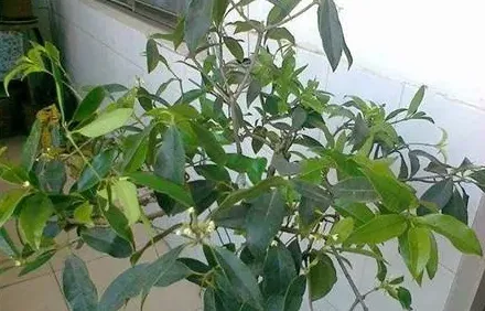 桂花有多少种品种,四季桂花有多少品种？