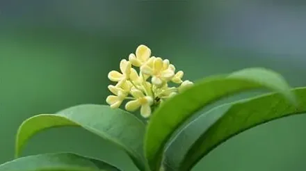 桂花有多少种品种,四季桂花有多少品种？