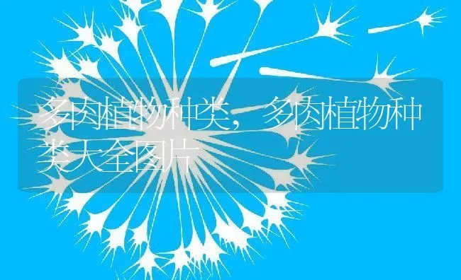 多肉植物种类,多肉植物种类大全图片 | 养殖科普