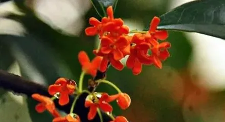 桂花有多少种品种,四季桂花有多少品种？