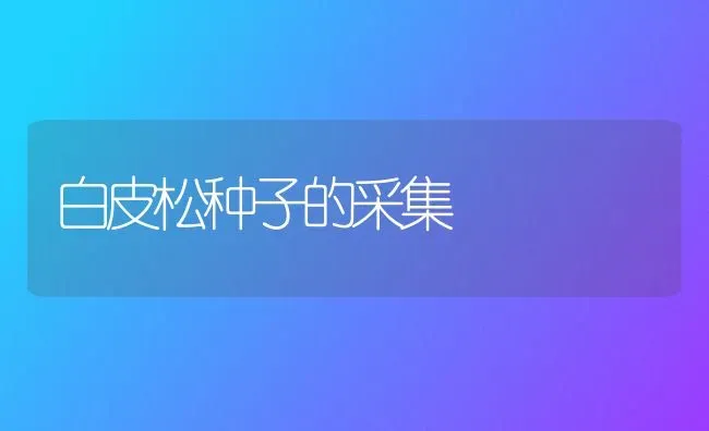 白皮松种子的采集 | 养殖技术大全