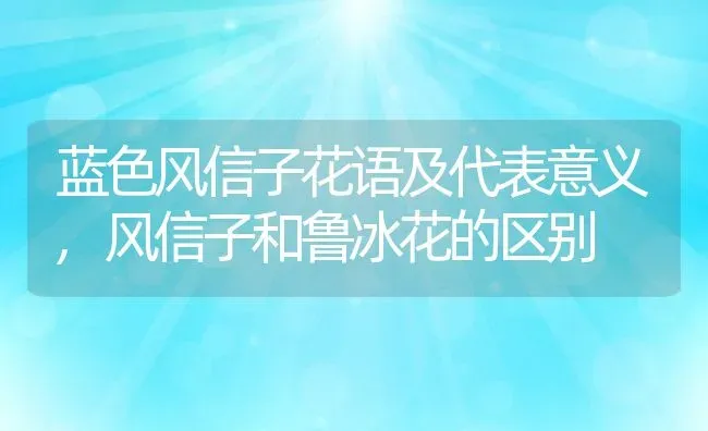 蓝色风信子花语及代表意义,风信子和鲁冰花的区别 | 养殖学堂