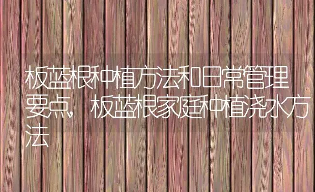 板蓝根种植方法和日常管理要点,板蓝根家庭种植浇水方法 | 养殖学堂