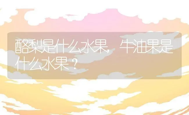 酪梨是什么水果,牛油果是什么水果？ | 养殖科普