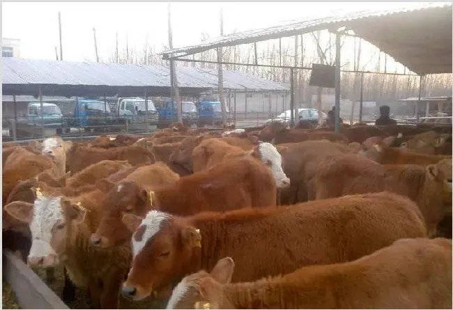 圈养肉牛技术 | 实用知识