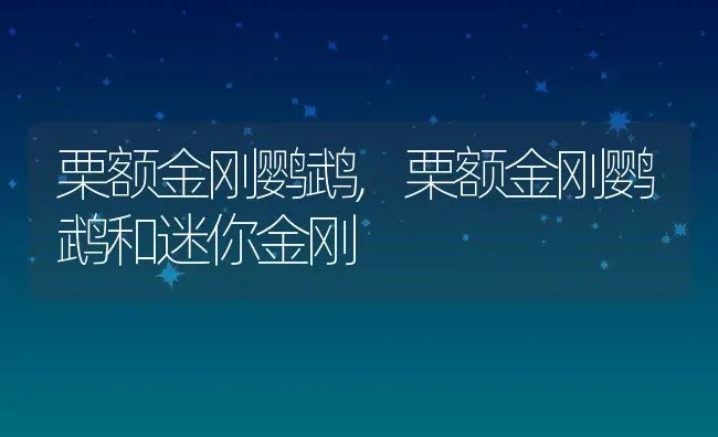 栗额金刚鹦鹉,栗额金刚鹦鹉和迷你金刚 | 养殖资料