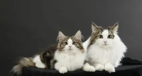 挪威森林猫吃什么猫粮,猫咪可以吃海苔猫粮吗？