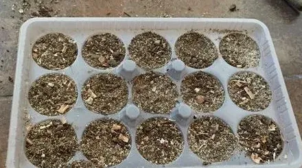 兰花种植用什么土最好,兰花土怎么配？