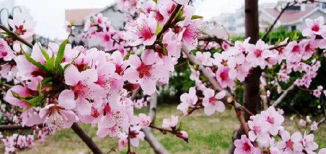 桃花的花语是什么,桃花的由来和寓意？
