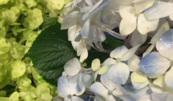 绣球花蔫了怎么办,绣球插花突然蔫了怎么办？