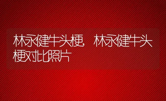 林永健牛头梗,林永健牛头梗对比照片 | 养殖科普