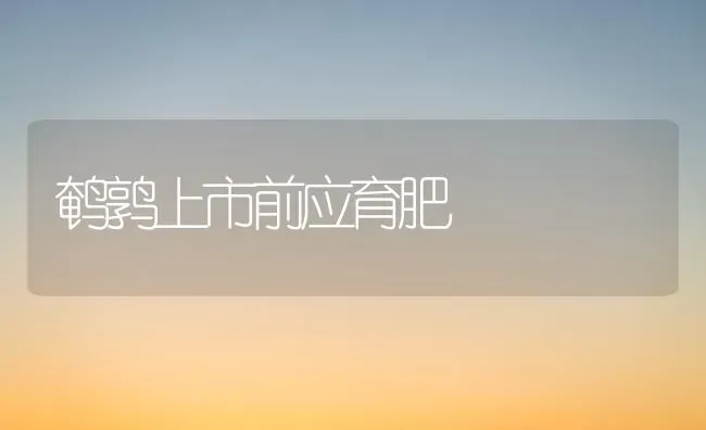 鹌鹑上市前应育肥 | 养殖知识