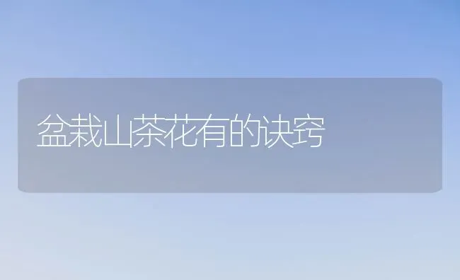 盆栽山茶花有的诀窍 | 养殖技术大全