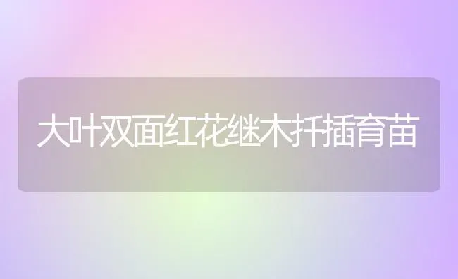 大叶双面红花继木扦插育苗 | 养殖技术大全