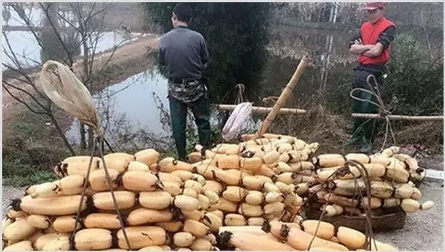 莲藕的高产种植技术注意什么 | 生活常识