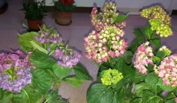 绣球花蔫了怎么办,绣球插花突然蔫了怎么办？
