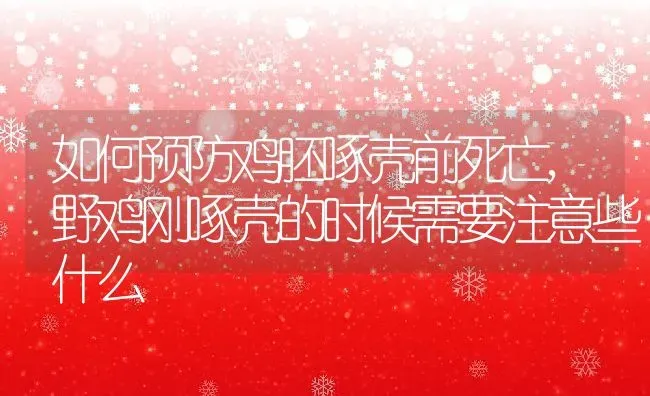 如何预防鸡胚啄壳前死亡,野鸡刚啄壳的时候需要注意些什么 | 养殖学堂