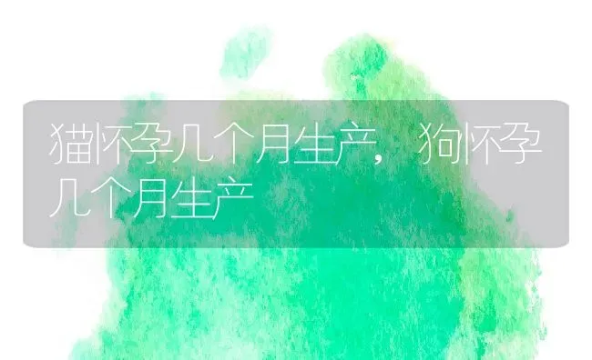 猫怀孕几个月生产,狗怀孕几个月生产 | 养殖科普